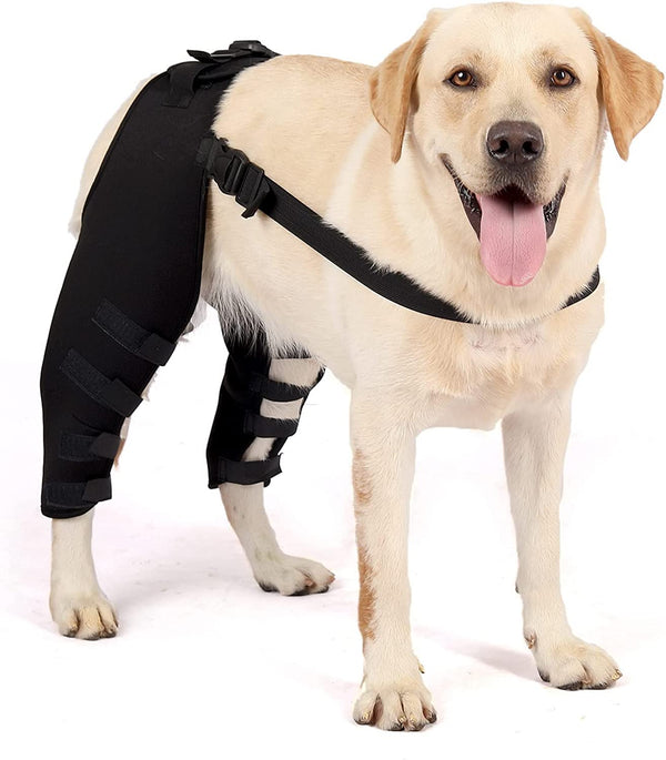Dog Double Leg Brace