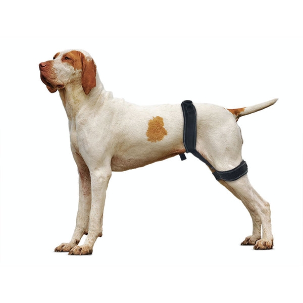 Dog Hip Brace for Hind Leg