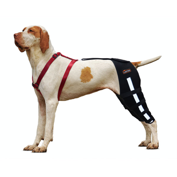 Luxating Patella Dog Knee Brace For Double Legs